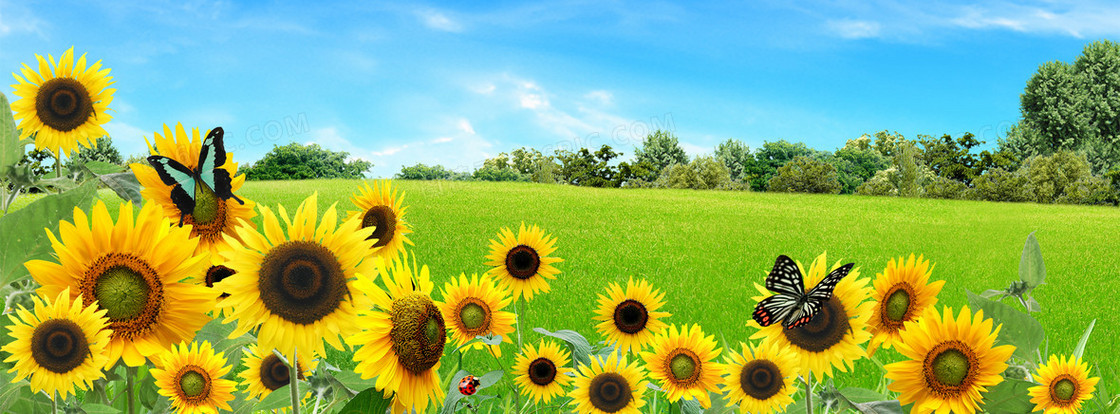 向日葵清新草坪背景banner