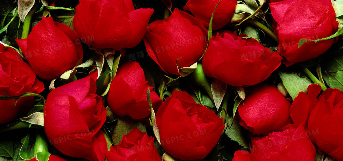 情人节玫瑰浪漫花瓣背景