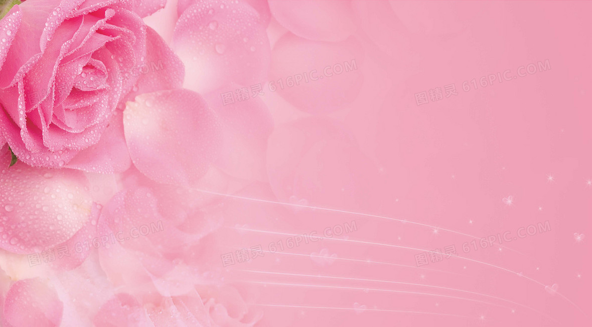 玫瑰花背景图片下载 免费高清玫瑰花背景设计素材 图精灵