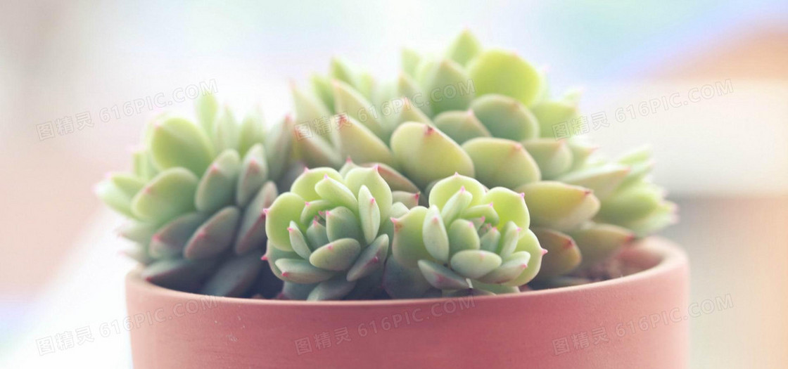 日系文艺清新多肉植物背景