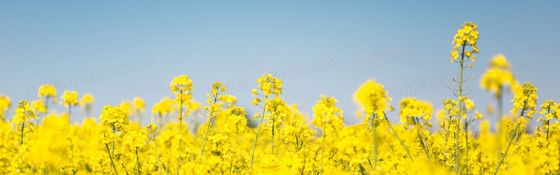 油菜花