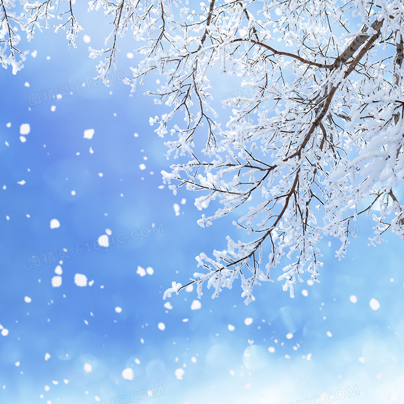 浪漫冬日雪压树枝背景