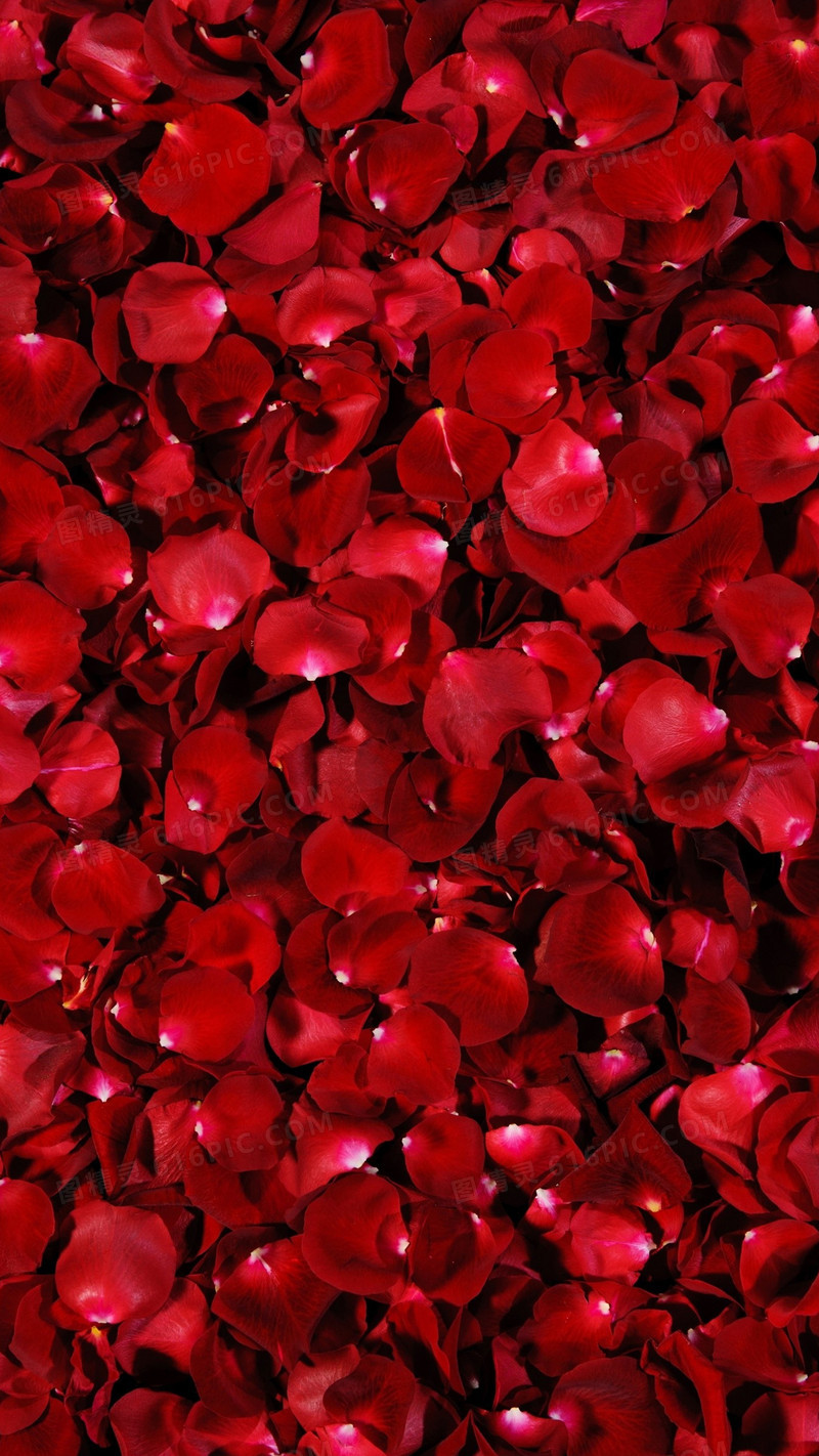 红色玫瑰花花瓣唯美H5背景