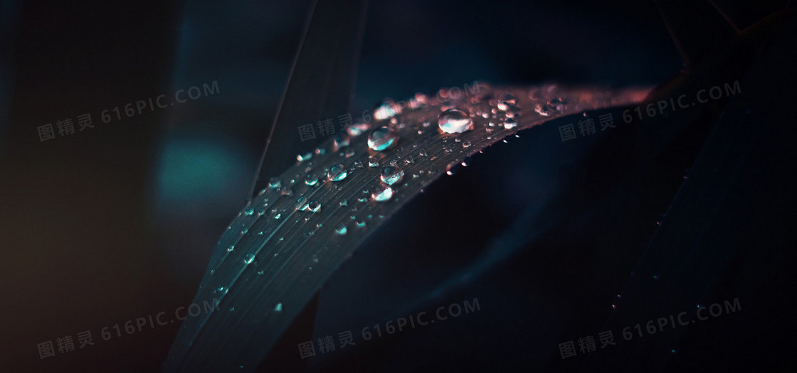 带水滴的树叶