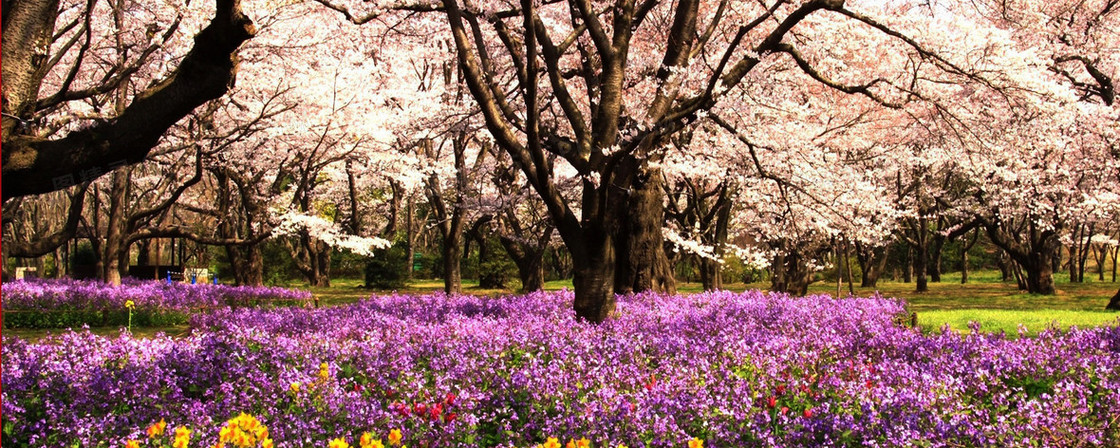 花园紫色鲜花背景