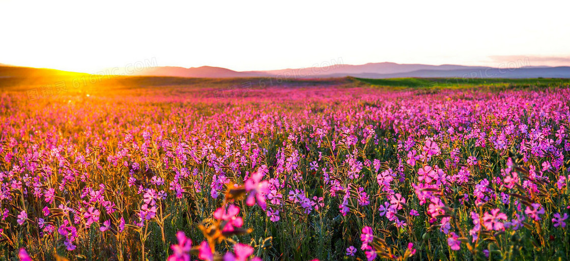 梦幻远山花海背景