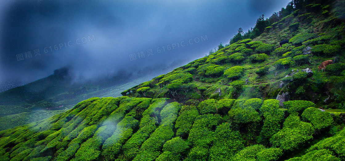 高山茶田背景图