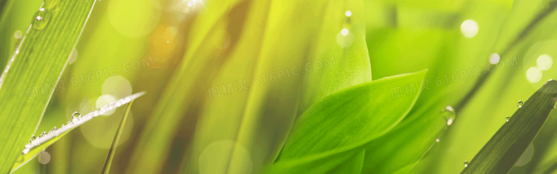 绿树 水珠 背景 banner 
