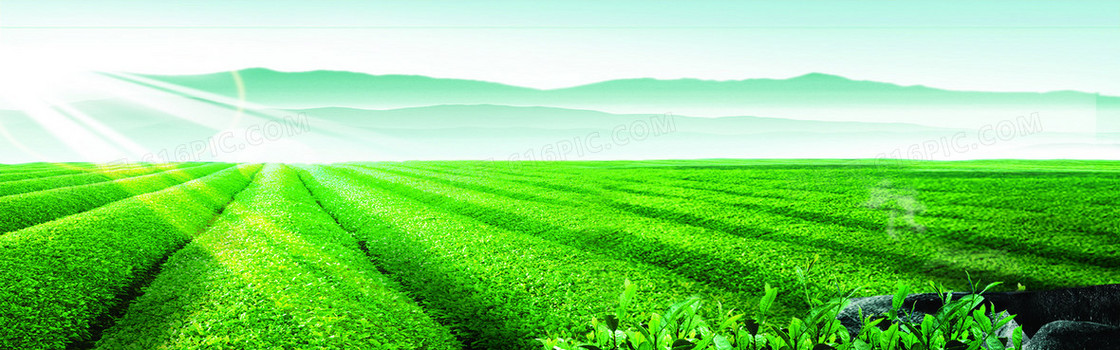 小清新茶田banner