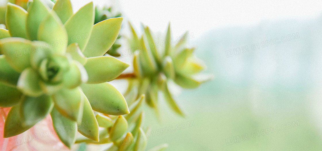 日系文艺清新淡色多肉植物背景