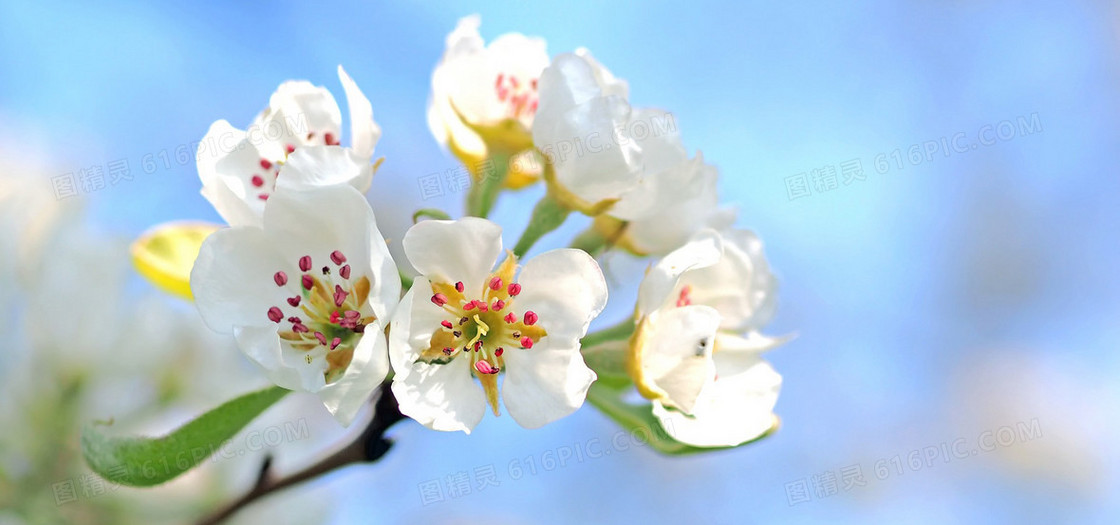 梨树开花