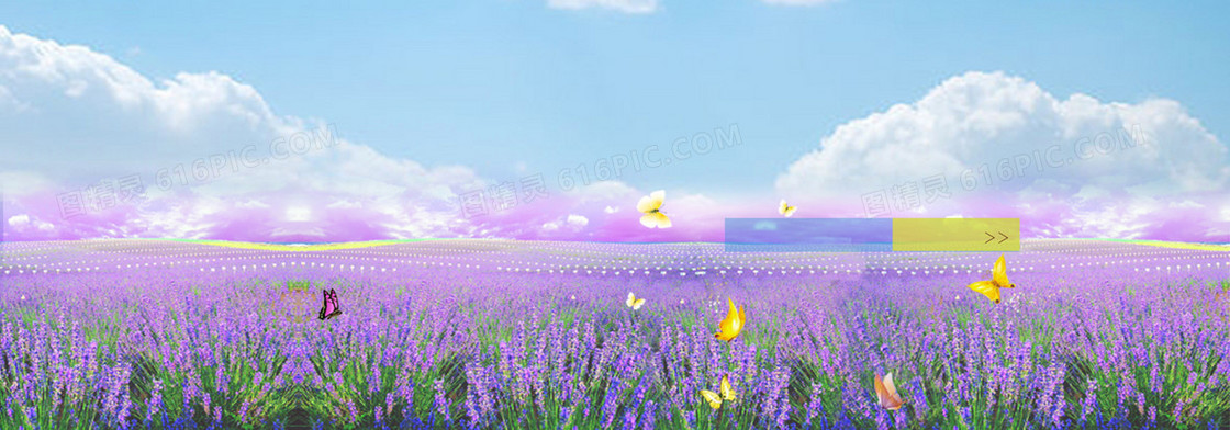 薰衣草背景