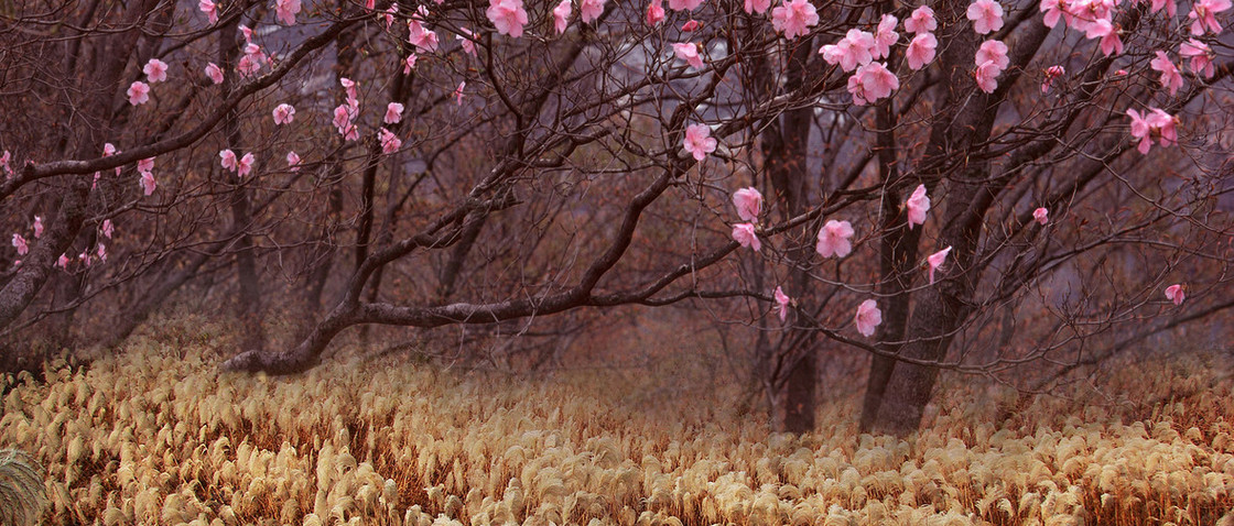 桃花林背景图