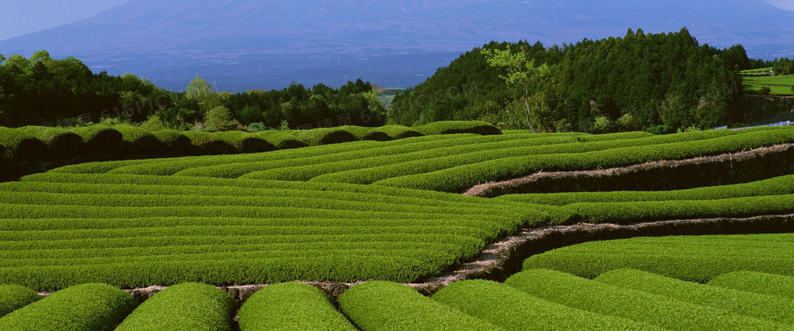 绿色茶园背景