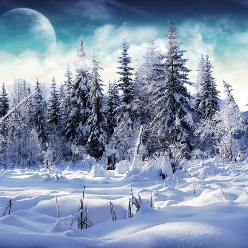 冬天树木松树雪地背景