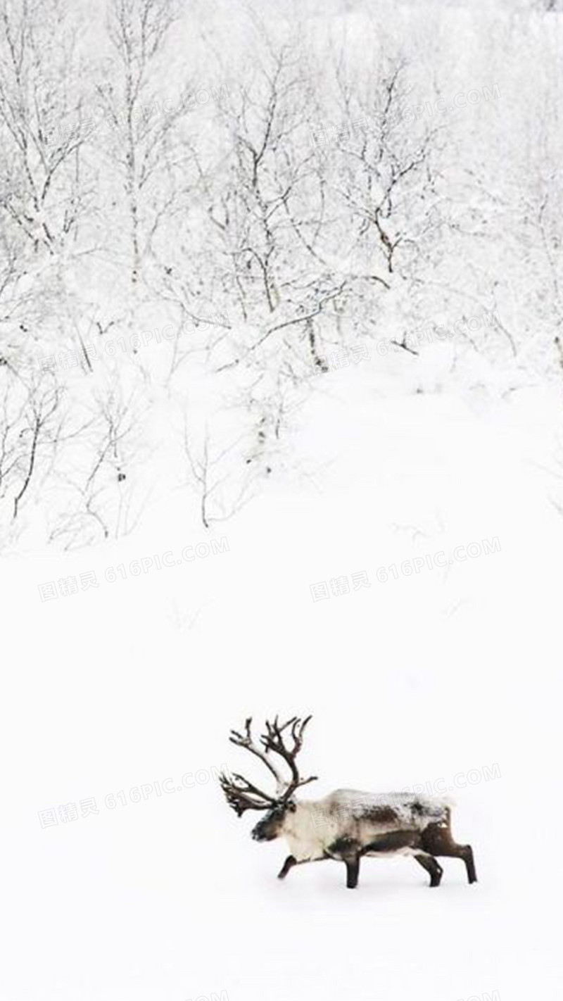 雪中的麋鹿