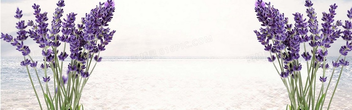 浪漫薰衣草banner
