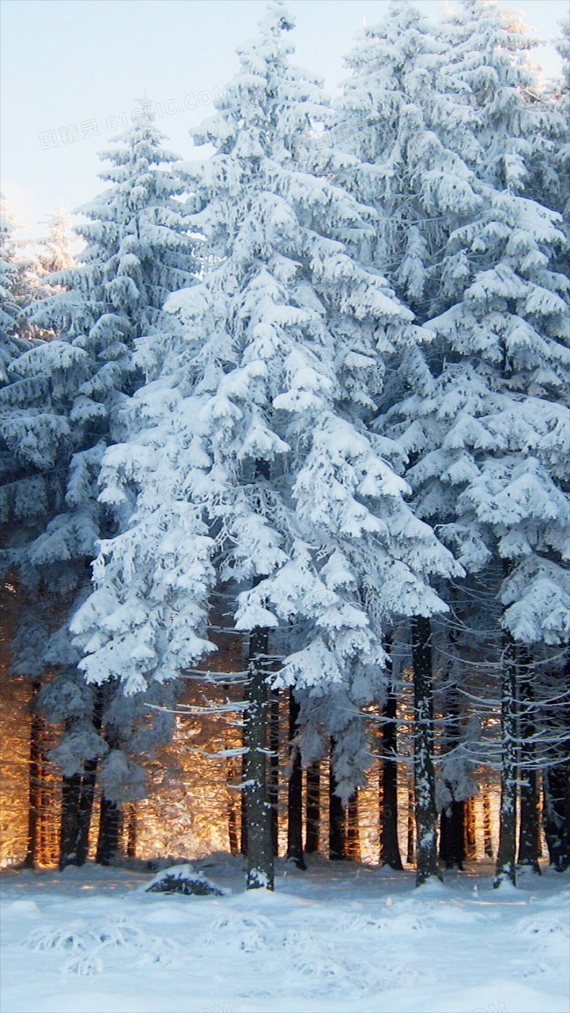 最美的雪景树图片图片