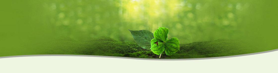 护肤清新唯美树叶背景banner