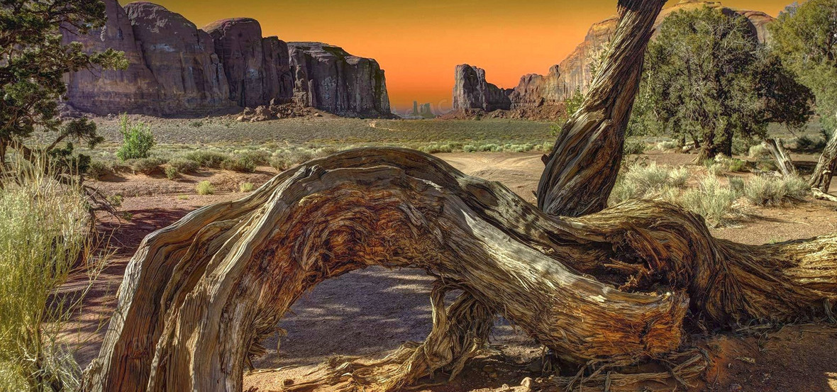 枯木背景背景图片下载_1920x900像素jpg格式_编号vjqfx35j1_图精灵