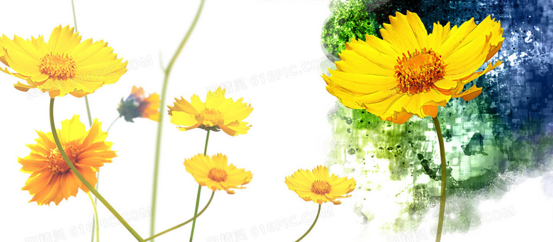 中国风卡通手绘野菊花背景banner
