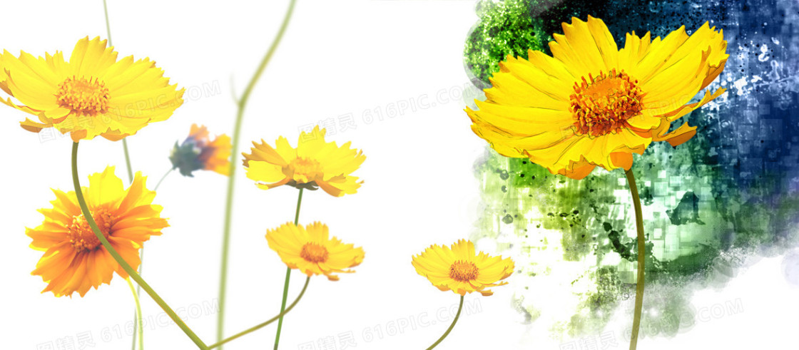 中国风卡通手绘野菊花背景banner