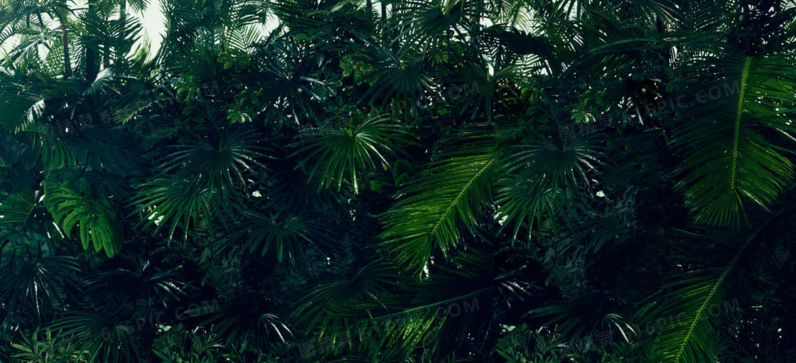 淘宝背景图 热带植物