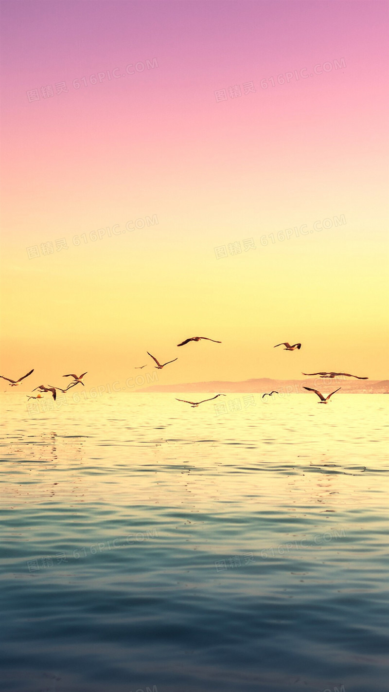 大海海鸥鸟海水 风景h5背景