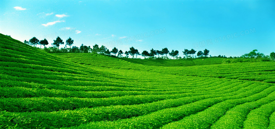 绿色茶山