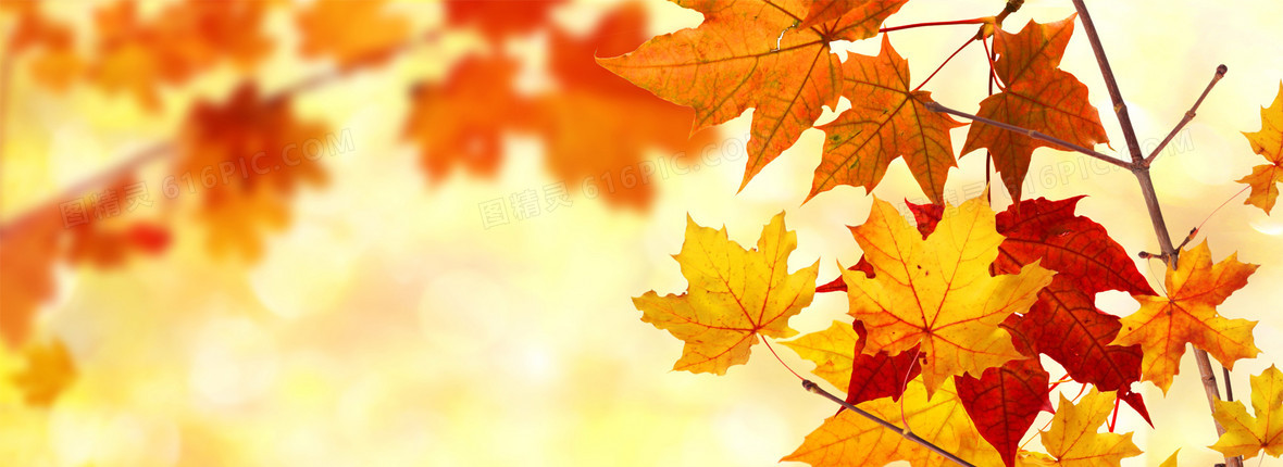 秋天红叶背景图片下载 免费高清秋天红叶背景设计素材 图精灵