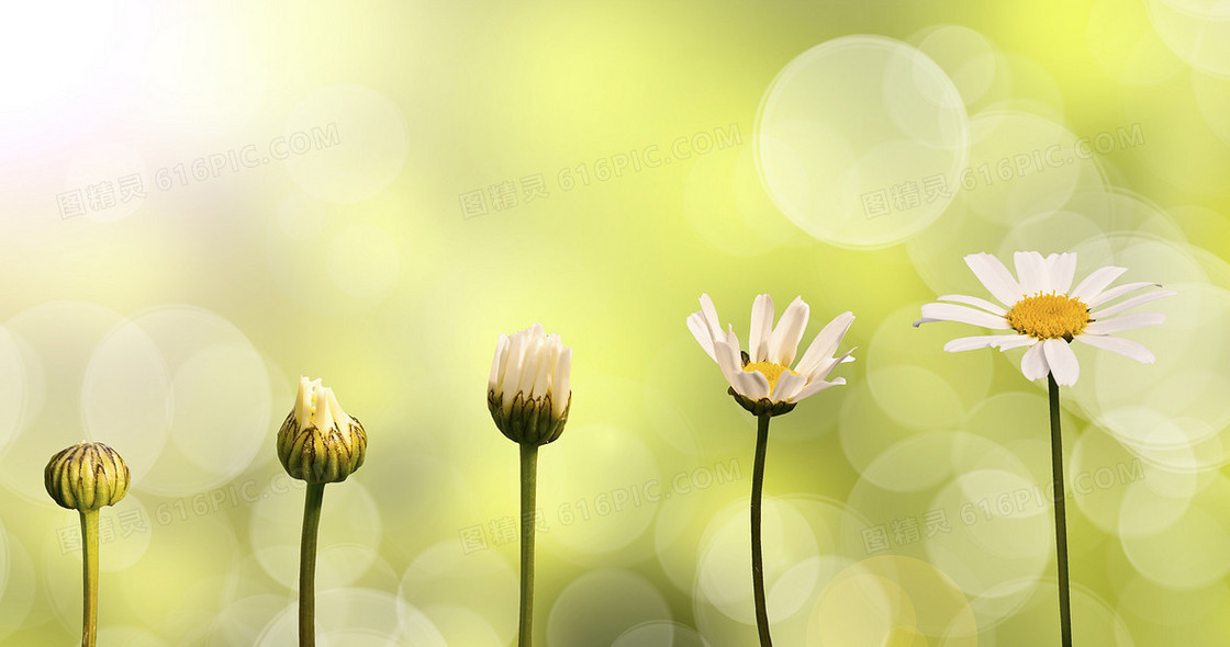 鲜花开放过程与梦幻光斑