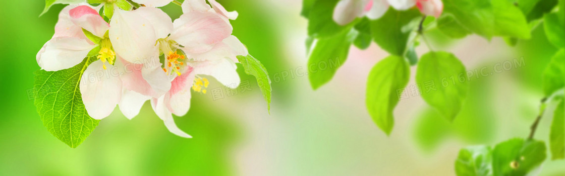 唯美高清花朵清新海报背景