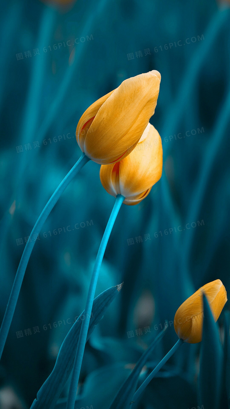 黄色郁金香花背景