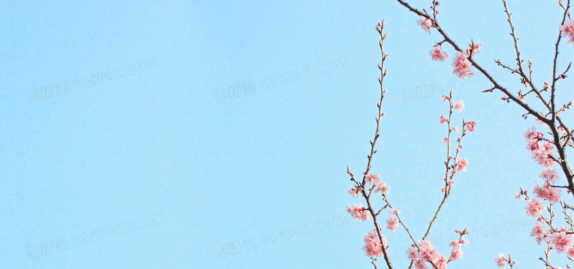 日系唯美小清新樱花