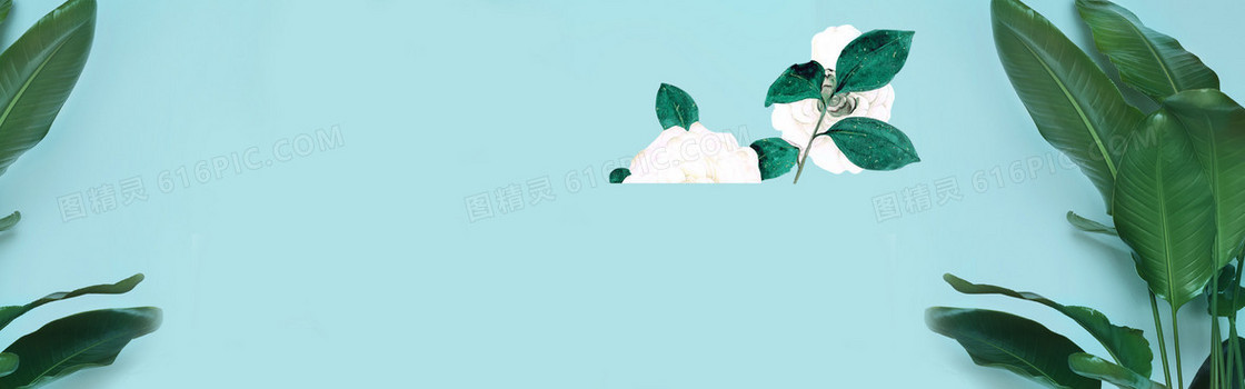 棉花 绿叶