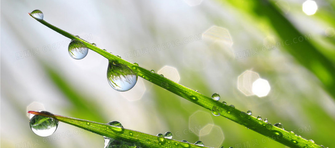 水滴露珠在叶子上