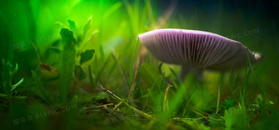 原始森林野生菌菇背景