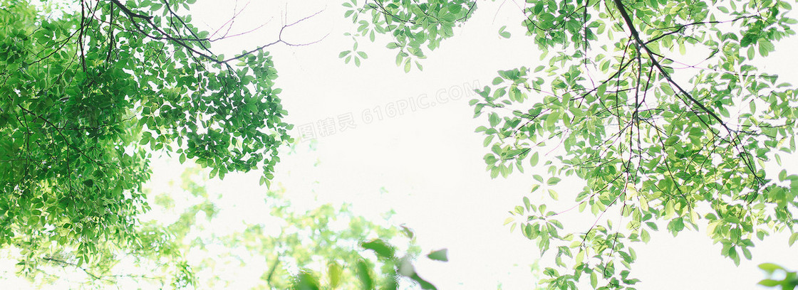 水彩树叶背景banner装饰