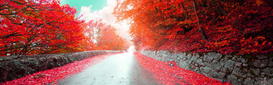 枫树林道路背景