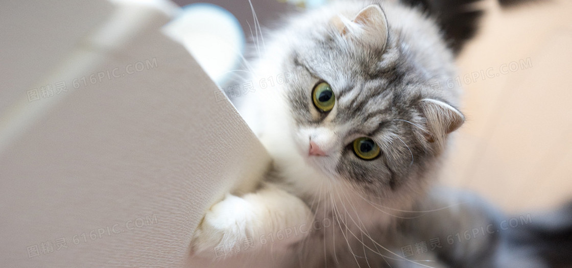 猫咪背景banner