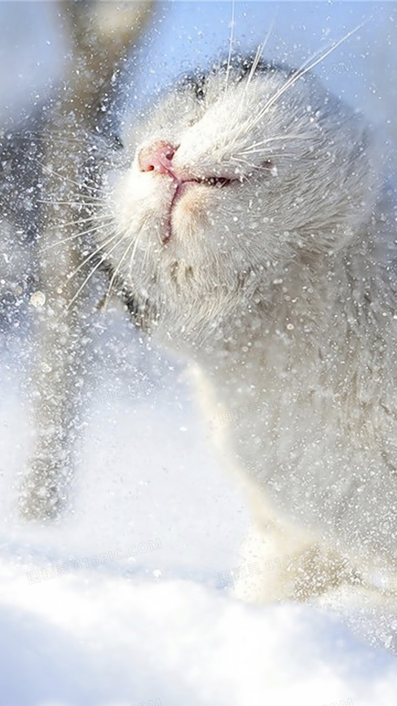 雪中的猫咪H5背景