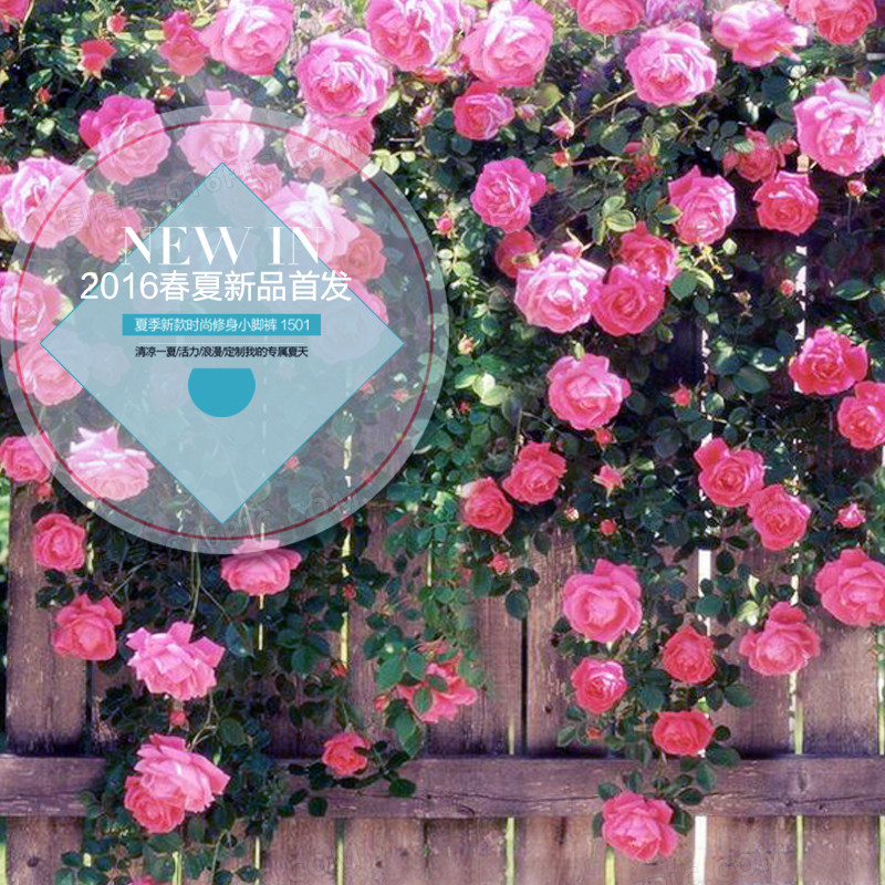 2016新品玫瑰花墙背景图
