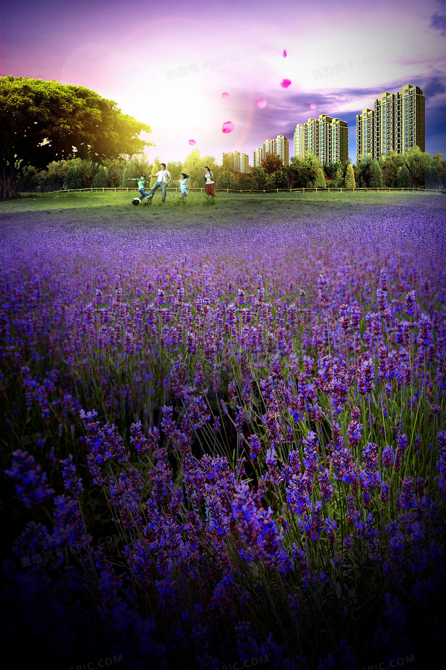 薰衣草背景