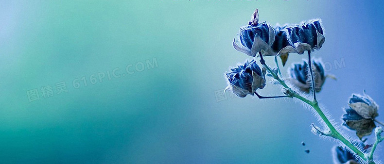 浪漫花瓣背景