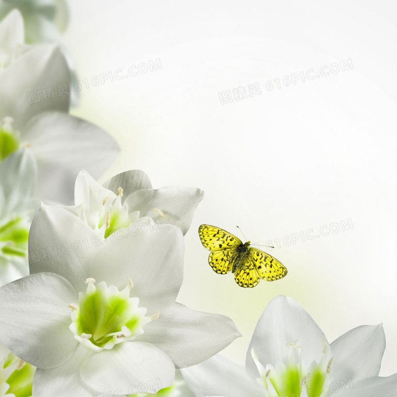唯美白色花朵简约素雅背景图