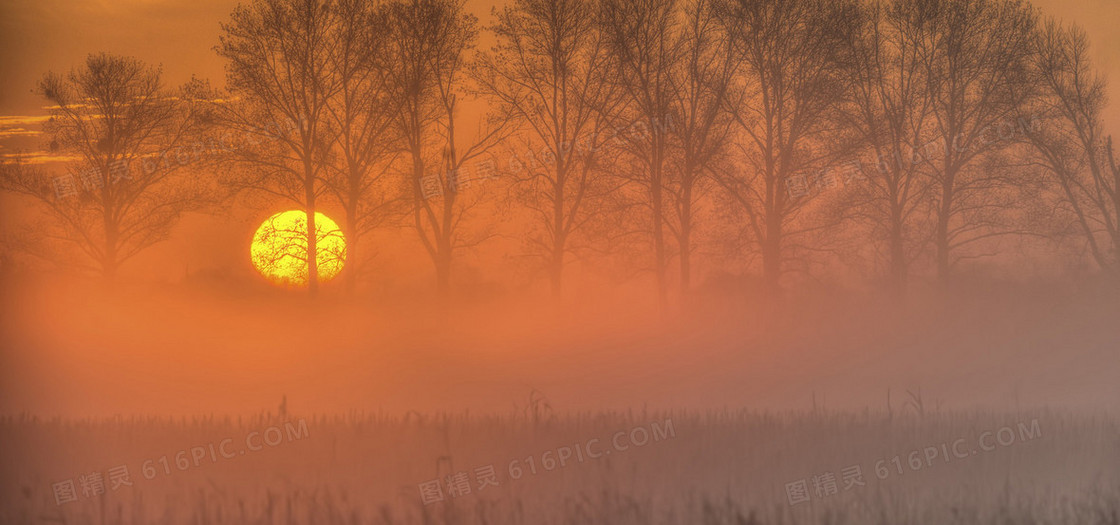 夕阳树林背景