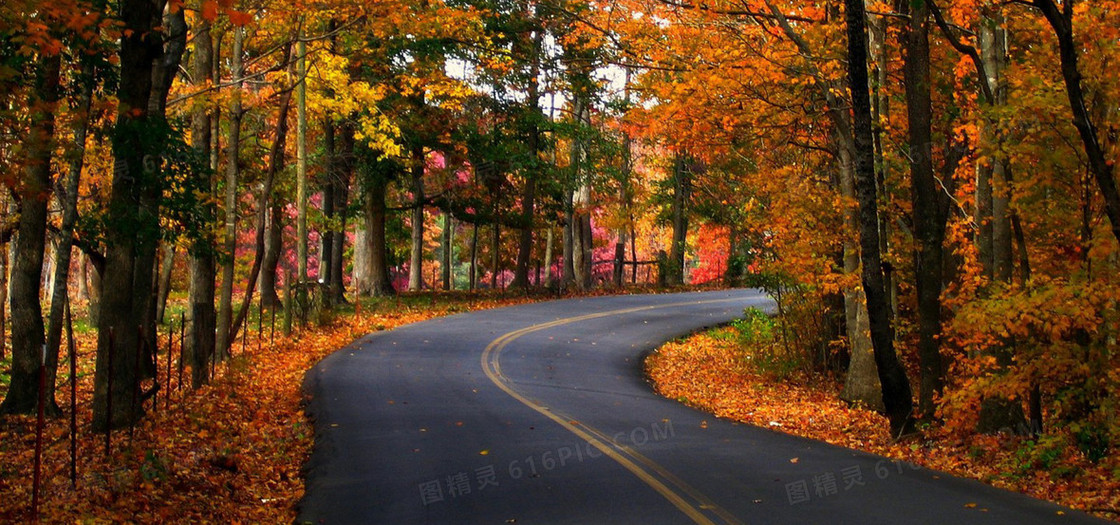 林间公路背景