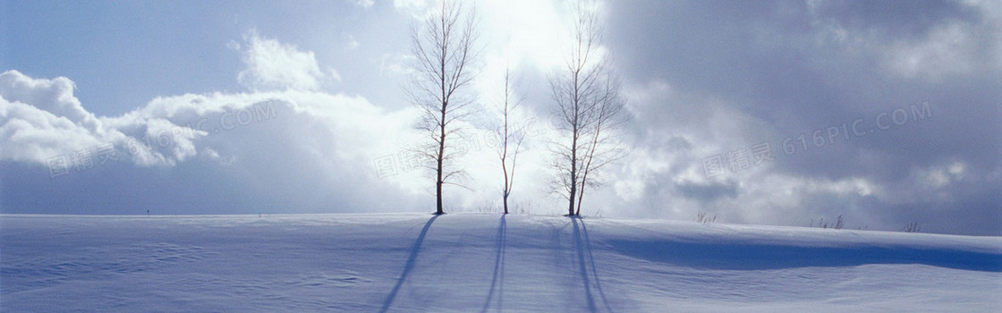 大树雪地背景