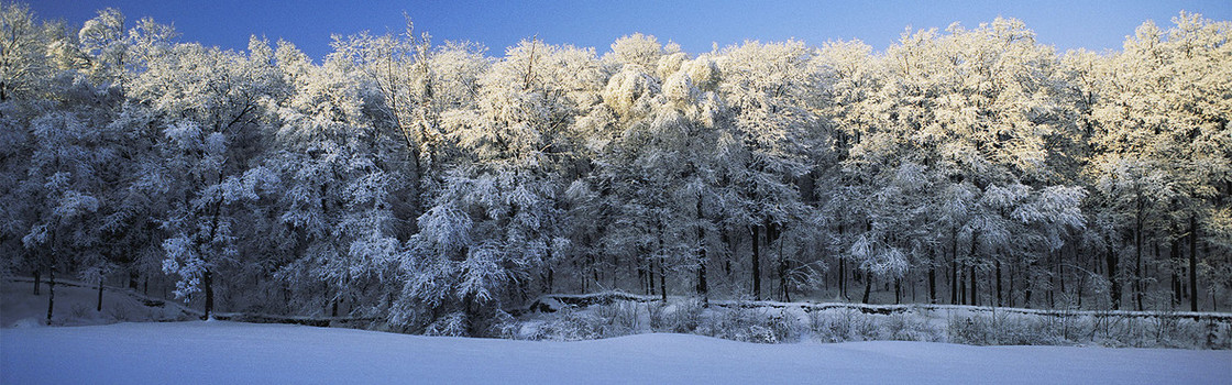 雪景banner图