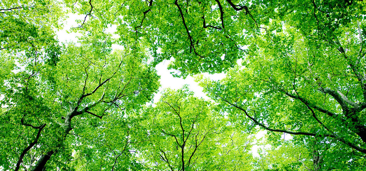 自然风景绿色化妆品海报背景背景图片下载_1920x900像素jpg格式_编号